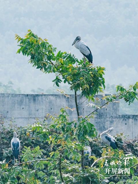 西雙版納飛來大鳥鉗嘴鸛 張?zhí)镱?通訊員 查巍 劉航 攝