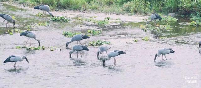 西雙版納飛來大鳥鉗嘴鸛 張?zhí)镱?通訊員 查巍 劉航 攝