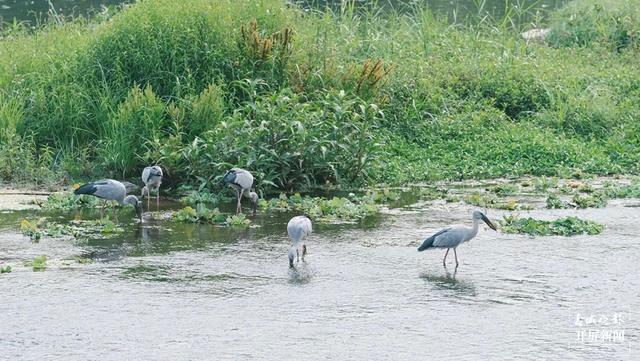 西雙版納飛來大鳥鉗嘴鸛 張?zhí)镱?通訊員 查巍 劉航 攝