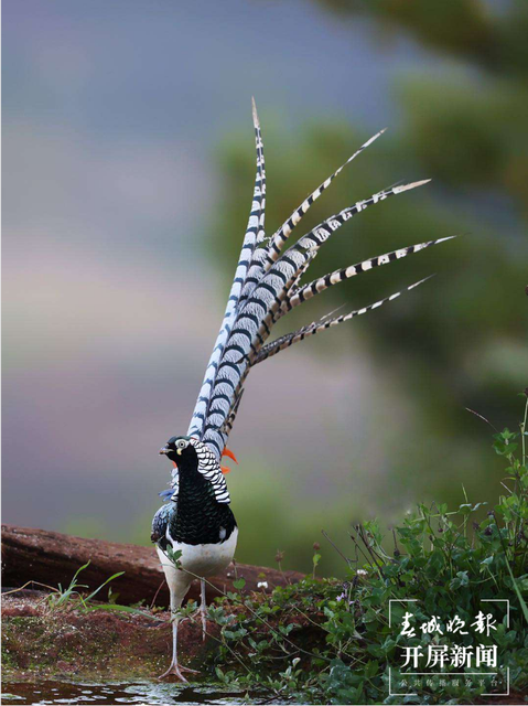 千余只白腹錦雞棲息！云南會澤黑頸鶴保護(hù)區(qū)內(nèi)有個(gè)特別的“鳥堂” 春城晚報(bào)-開屏新聞記者 蔣瓊波 通訊員 劉光信 攝影報(bào)道