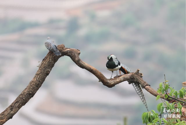 千余只白腹錦雞棲息！云南會澤黑頸鶴保護(hù)區(qū)內(nèi)有個(gè)特別的“鳥堂” 春城晚報(bào)-開屏新聞記者 蔣瓊波 通訊員 劉光信 攝影報(bào)道