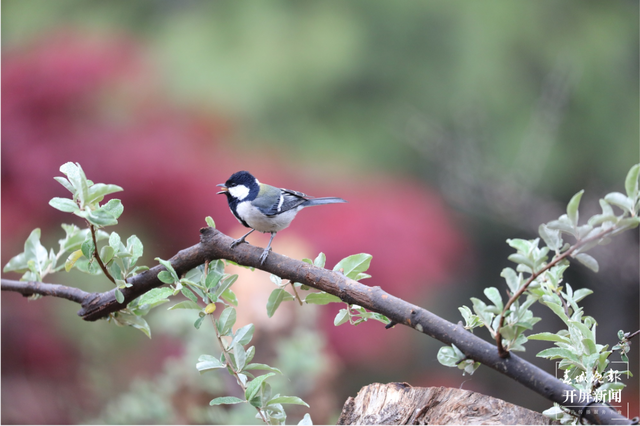 千余只白腹錦雞棲息！云南會澤黑頸鶴保護(hù)區(qū)內(nèi)有個(gè)特別的“鳥堂” 春城晚報(bào)-開屏新聞記者 蔣瓊波 通訊員 劉光信 攝影報(bào)道