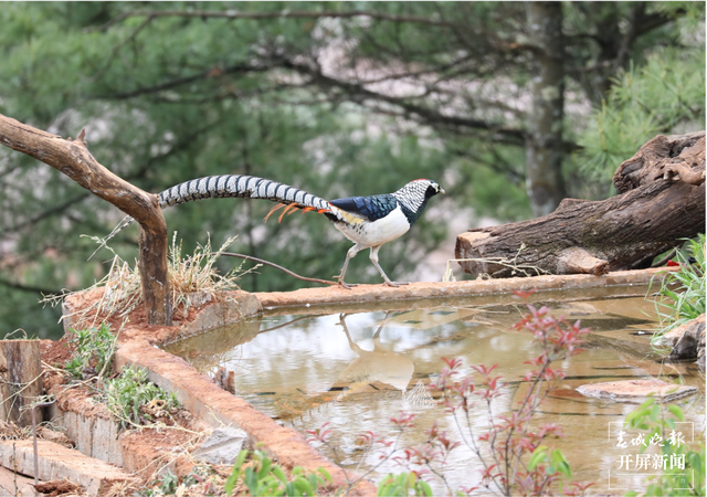 千余只白腹錦雞棲息！云南會澤黑頸鶴保護(hù)區(qū)內(nèi)有個(gè)特別的“鳥堂” 春城晚報(bào)-開屏新聞記者 蔣瓊波 通訊員 劉光信 攝影報(bào)道