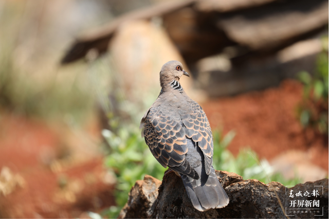 千余只白腹錦雞棲息！云南會澤黑頸鶴保護(hù)區(qū)內(nèi)有個(gè)特別的“鳥堂” 春城晚報(bào)-開屏新聞記者 蔣瓊波 通訊員 劉光信 攝影報(bào)道
