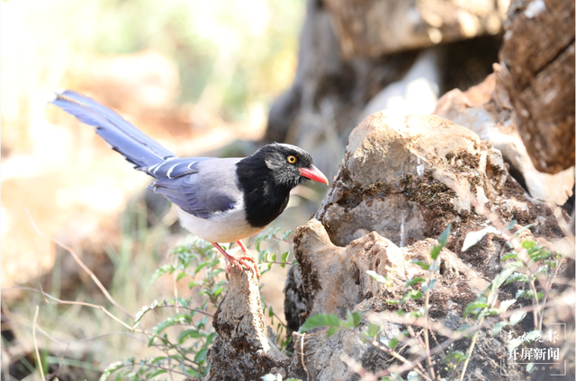 千余只白腹錦雞棲息！云南會澤黑頸鶴保護(hù)區(qū)內(nèi)有個(gè)特別的“鳥堂” 春城晚報(bào)-開屏新聞記者 蔣瓊波 通訊員 劉光信 攝影報(bào)道