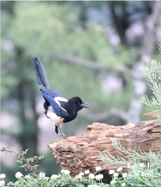 千余只白腹錦雞棲息！云南會澤黑頸鶴保護(hù)區(qū)內(nèi)有個(gè)特別的“鳥堂” 春城晚報(bào)-開屏新聞記者 蔣瓊波 通訊員 劉光信 攝影報(bào)道