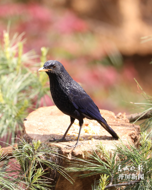 千余只白腹錦雞棲息！云南會澤黑頸鶴保護(hù)區(qū)內(nèi)有個(gè)特別的“鳥堂” 春城晚報(bào)-開屏新聞記者 蔣瓊波 通訊員 劉光信 攝影報(bào)道