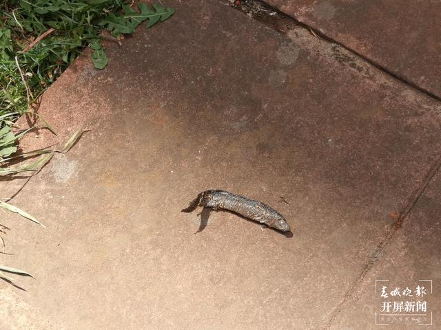 臭味難聞！昆明一小區(qū)清理水池淤泥埋在業(yè)主樓下 業(yè)主直呼：家里都待不下去了，小區(qū)環(huán)境太差 （春城晚報(bào)-開屏新聞?dòng)浾?馬藝寧 攝影報(bào)道）