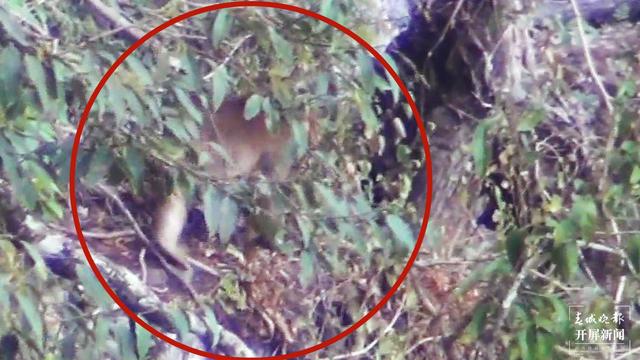 普洱景東拍到國家二級野生動物熊猴 (1)_副本.jpg