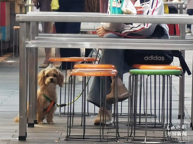 下月起遛狗不佩戴犬牌、系犬繩將涉嫌違法?。▉碓?春城晚報-開屏新聞記者 馬藝寧 費丹藝）