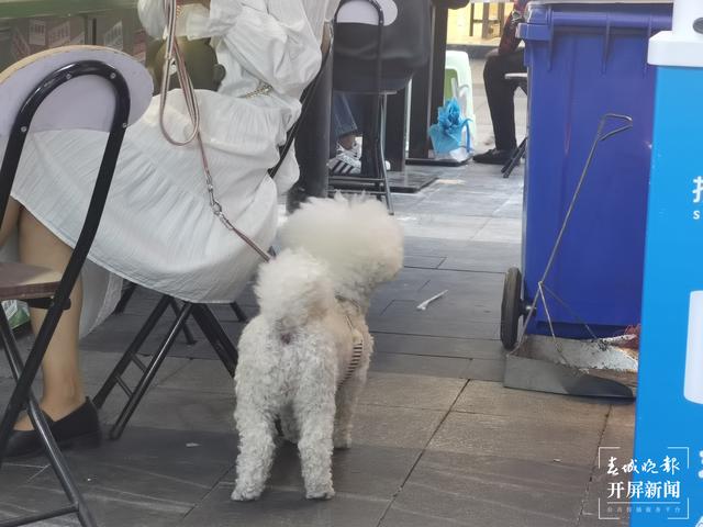 下月起遛狗不佩戴犬牌、系犬繩將涉嫌違法?。▉碓?春城晚報-開屏新聞記者 馬藝寧 費丹藝）