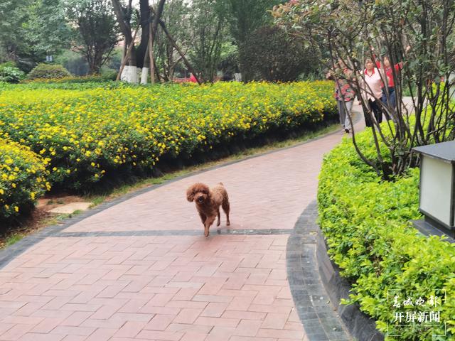 下月起遛狗不佩戴犬牌、系犬繩將涉嫌違法！（來源 春城晚報-開屏新聞記者 馬藝寧 費丹藝）