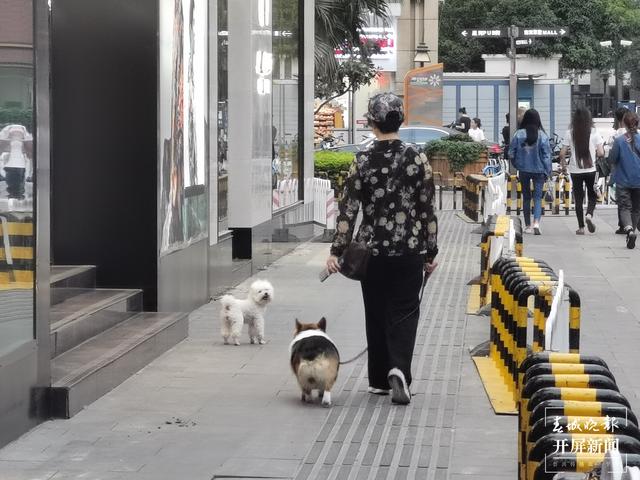 下月起遛狗不佩戴犬牌、系犬繩將涉嫌違法?。▉碓?春城晚報-開屏新聞記者 馬藝寧 費丹藝）