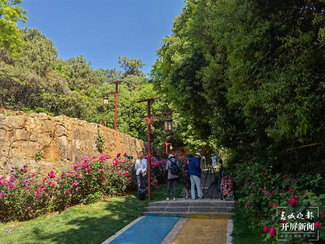 昆明“花千谷”萬余株玫瑰扮靚城市(春城晚報-開屏新聞記者 孫琴霞 攝)