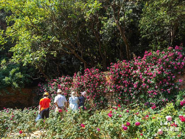 昆明“花千谷”萬余株玫瑰扮靚城市(春城晚報-開屏新聞記者 孫琴霞 攝)