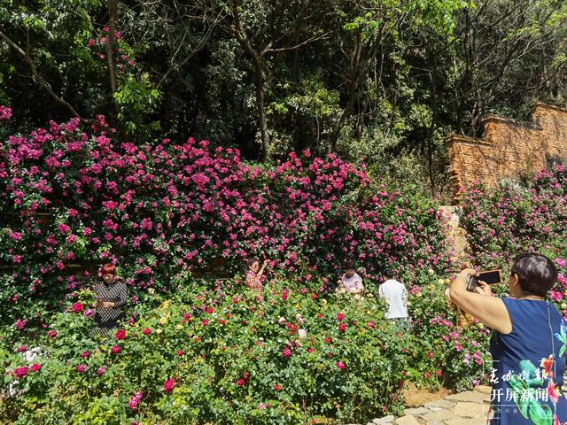 昆明“花千谷”萬余株玫瑰扮靚城市(春城晚報-開屏新聞記者 孫琴霞 攝)