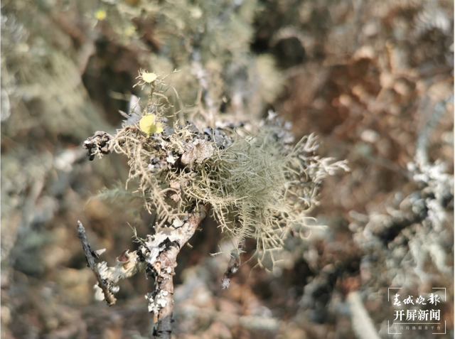 普洱景東發(fā)現(xiàn)地衣新物種磺盤松蘿 春城晚報(bào)-開屏新聞?dòng)浾?楊質(zhì)高 通訊員 何友剛 攝影報(bào)道
