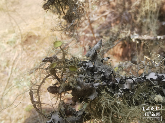 普洱景東發(fā)現(xiàn)地衣新物種磺盤松蘿 春城晚報(bào)-開屏新聞?dòng)浾?楊質(zhì)高 通訊員 何友剛 攝影報(bào)道