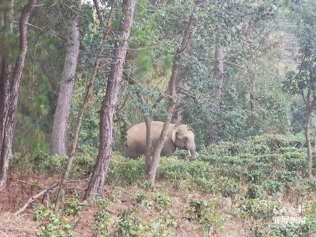 亞洲象到達(dá)墨江縣北回歸線標(biāo)志園景區(qū) 供圖