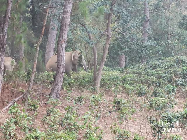 亞洲象到達(dá)墨江縣北回歸線標(biāo)志園景區(qū) 供圖