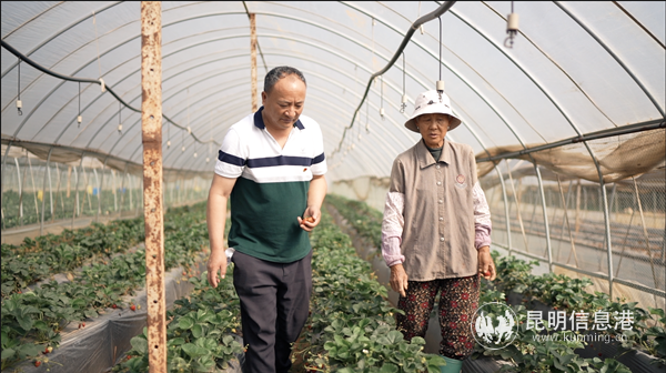 張起洪(左)查看草莓生長(zhǎng)情況_副本 張起洪(左)查看草莓生長(zhǎng)情況_副本