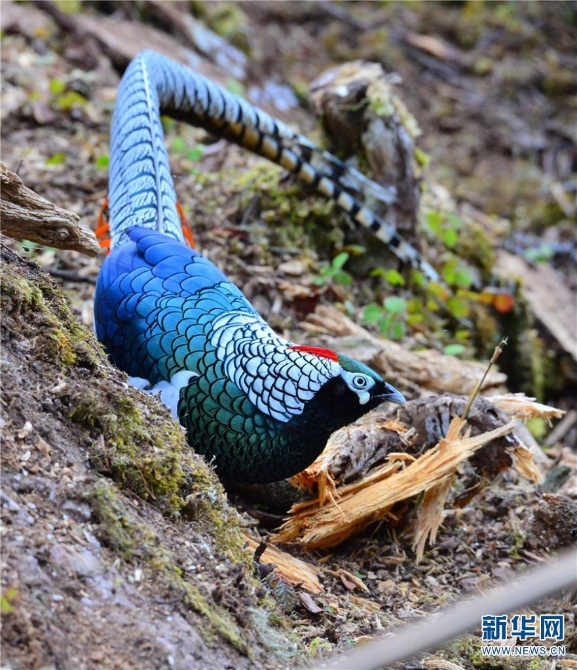 139925922_16202021438521n