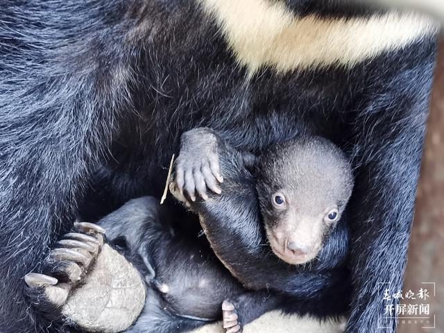 普洱國(guó)家公園 左學(xué)佳 通訊員 劉倩 攝