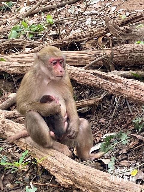 普洱國(guó)家公園 左學(xué)佳 通訊員 劉倩 攝