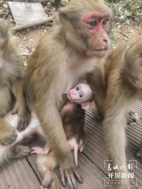 普洱國(guó)家公園 左學(xué)佳 通訊員 劉倩 攝