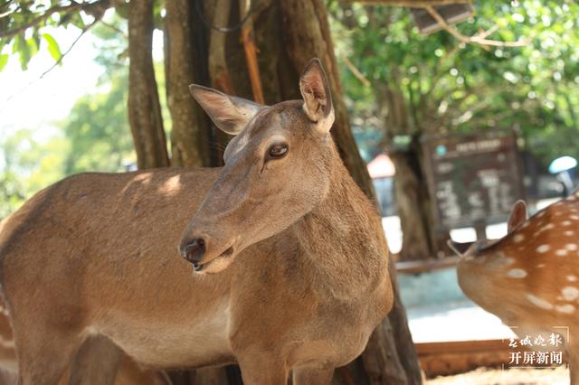 普洱國(guó)家公園 左學(xué)佳 通訊員 劉倩 攝
