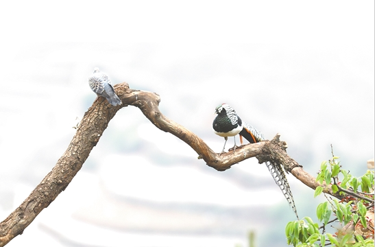 微信截圖_20210512092650 微信截圖_20210512092650