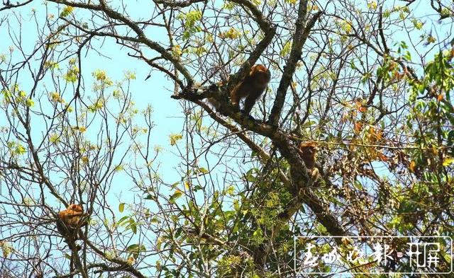 驚艷！全球易危物種“平頭哥”北豚尾猴現(xiàn)身龍陵