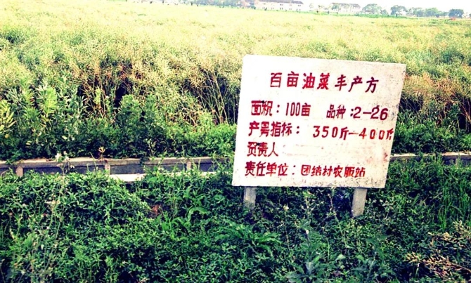 首期啟動區(qū)原貌（團(tuán)結(jié)村油菜方）沈文進(jìn)攝于1993年