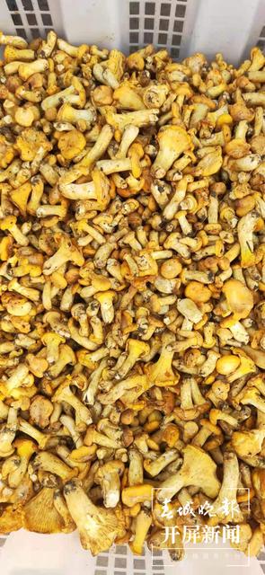 雞油菌來(lái)啦，昆明市場(chǎng)有賣！預(yù)計(jì)端午節(jié)前后野生菌將大量上市 春城晚報(bào)-開屏新聞?dòng)浾?楊質(zhì)高 攝影報(bào)道