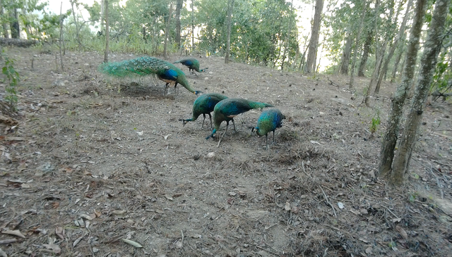 云南監(jiān)測(cè)到綠孔雀小寶寶出巢啦(云南省林業(yè)和草原局 供圖)
