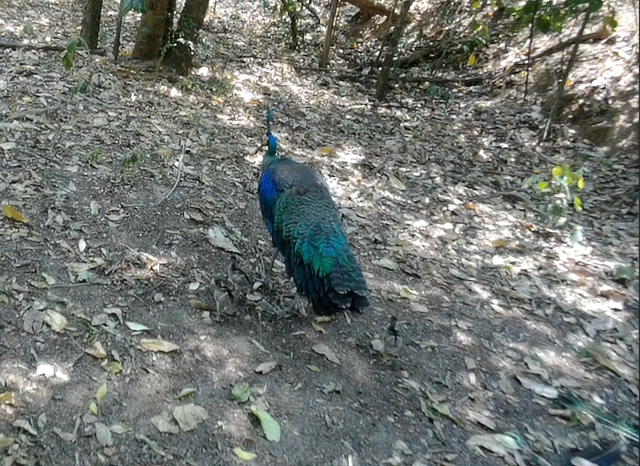 云南監(jiān)測(cè)到綠孔雀小寶寶出巢啦(云南省林業(yè)和草原局 供圖)