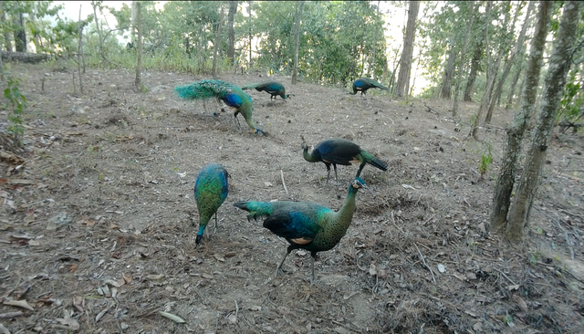 云南監(jiān)測(cè)到綠孔雀小寶寶出巢啦(云南省林業(yè)和草原局 供圖)