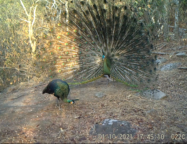 云南監(jiān)測(cè)到綠孔雀小寶寶出巢啦(云南省林業(yè)和草原局 供圖)