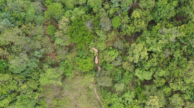 回來了！15頭亞洲象來到峨山了！