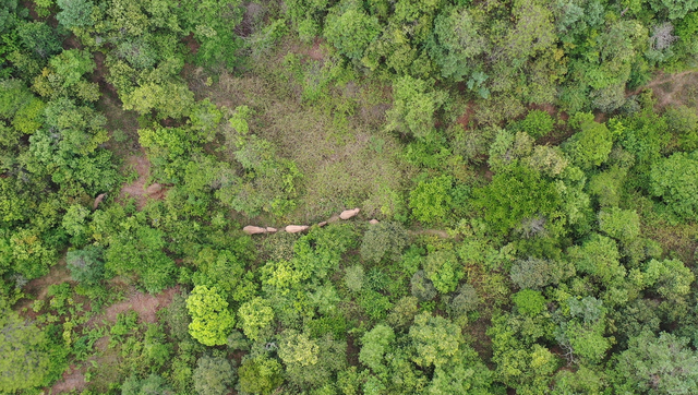 回來了！15頭亞洲象來到峨山了！