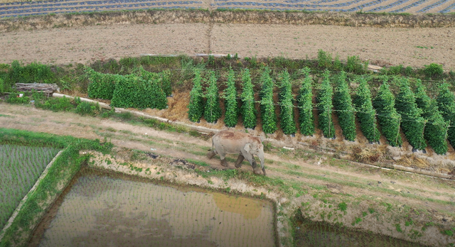 回來了！15頭亞洲象來到峨山了！