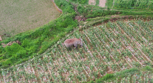 回來了！15頭亞洲象來到峨山了！