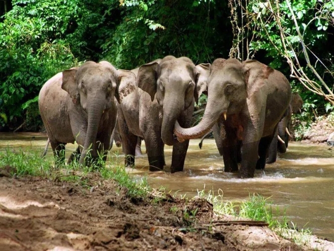 西雙版納野象谷的野象.jpg?x-oss-process=style/w10