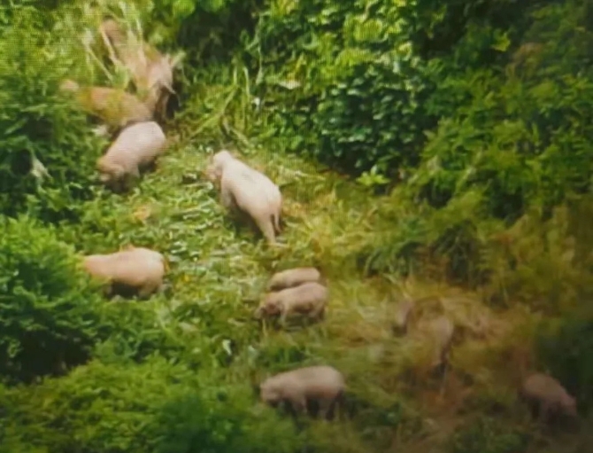 抵達(dá)玉溪市峨山縣大維堵村轄區(qū)的亞洲象群.jpg?x-oss-process=style/w10