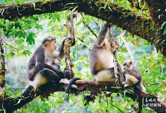滇金絲猴