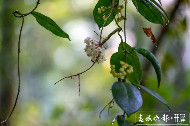 保山龍陵發(fā)現(xiàn)新物種被命名為高黎貢球蘭