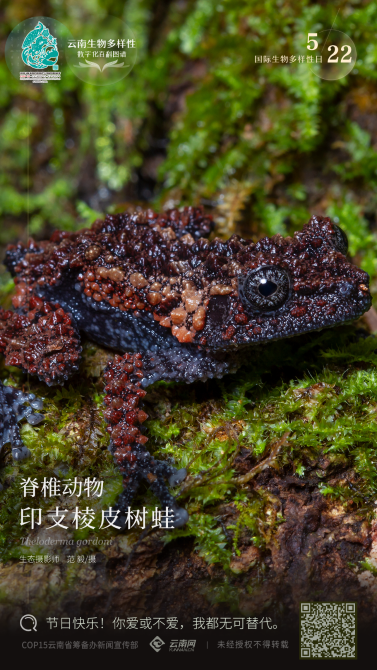 印支棱皮樹(shù)蛙