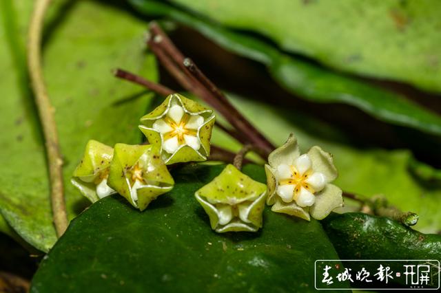 保山龍陵發(fā)現(xiàn)新物種被命名為高黎貢球蘭