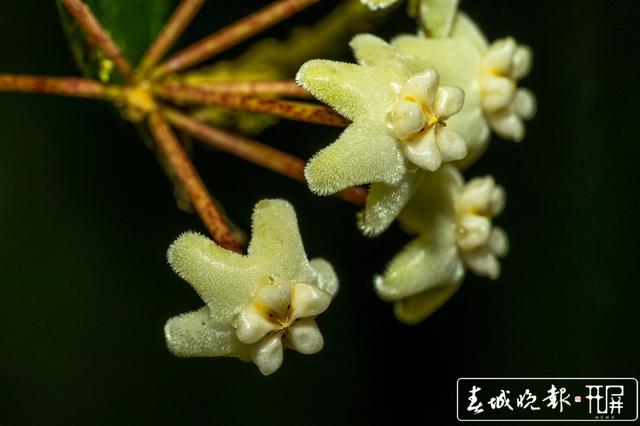 保山龍陵發(fā)現(xiàn)新物種被命名為高黎貢球蘭