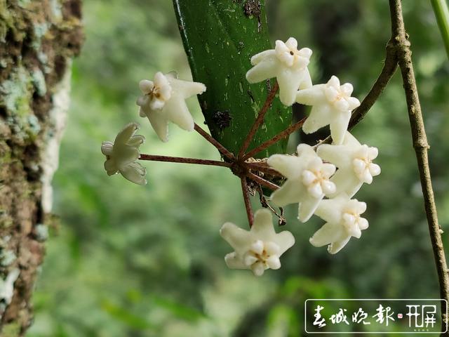 保山龍陵發(fā)現(xiàn)新物種被命名為高黎貢球蘭